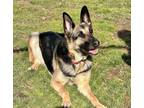 Adopt GEMMA a German Shepherd Dog