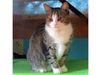 Adopt Marcy a Domestic Short Hair