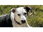 Adopt Lady (CP) a Pointer, Pit Bull Terrier