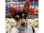 Adopt Paris a Rat Terrier