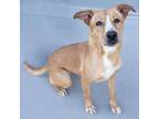 Adopt Ruby - PAWS a Mixed Breed