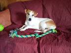 Adopt Grace-Dog and Cat friendly a Whippet, Hound