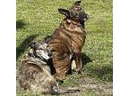 Adopt Sam and Susy a Dutch Shepherd