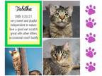 Adopt Tabitha a Domestic Medium Hair