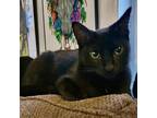 Adopt Mystique a Domestic Short Hair