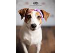 Adopt Abby a Jack Russell Terrier
