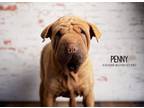 Adopt Penny a Shar-Pei