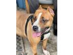 Adopt CORAL a Boxer, Terrier