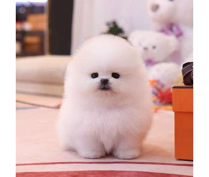 dsdff (Pomeranians for rehoming) fsdfdff is a Kid's Furnitures for Sale in Chicago IL