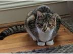 Adopt Marcy a Tabby