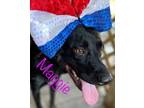 Adopt Maggie a Black Labrador Retriever