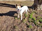 Adopt Millie a Labrador Retriever, Smooth Fox Terrier