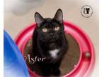 Adopt Aster a Domestic Short Hair