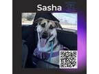 Adopt Sasha a Shepherd