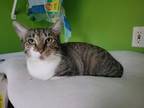 Adopt Meow a Domestic Short Hair