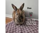 Adopt Dee a Bunny Rabbit