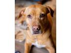 Adopt Chopper a Black Mouth Cur, Labrador Retriever