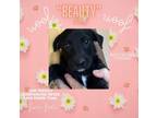 Adopt Miss Beauty a Doberman Pinscher, Australian Cattle Dog / Blue Heeler