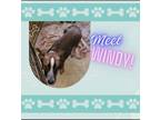 Adopt Windy a Shepherd, Australian Cattle Dog / Blue Heeler