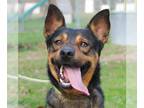 German Shepherd Dog Mix DOG FOR ADOPTION RGADN-1092875 - Andre - Cattle Dog /