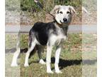 Huskies Mix DOG FOR ADOPTION RGADN-1196876 - Elmira 38686 - Shepherd / Husky /