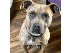 Adopt Asha2 a Pit Bull Terrier