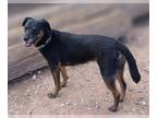 Labrador Retriever Mix DOG FOR ADOPTION RGADN-1196733 - Star - Labrador