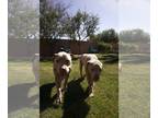 American Bandogge mastiff DOG FOR ADOPTION RGADN-1196778 - OOPS & CLYDE -