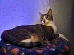 Adopt Baby Spice a Domestic Short Hair, Tabby