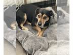 Meagle DOG FOR ADOPTION RGADN-1093852 - Grady - Beagle / Miniature Pinscher /