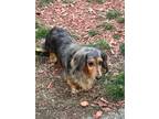 Adopt Pretty Girl a Dachshund