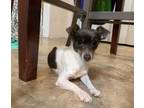 Adopt Maggie a Rat Terrier