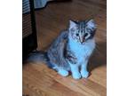 Adopt Star a Domestic Medium Hair