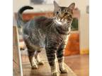 Adopt Segovia Michelle a Domestic Short Hair, Tabby