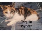 Adopt Tequila a Domestic Long Hair