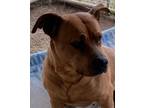 Adopt JUNE a American Staffordshire Terrier, Labrador Retriever