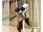 Great Dane Mix DOG FOR ADOPTION RGADN-1196800 - Matilda - Great Dane / Mixed