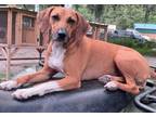 Adopt Presley a Beagle, Mixed Breed