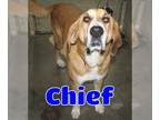 Great Pyrenees Mix DOG FOR ADOPTION RGADN-1196727 - #3671 Chief - Great Pyrenees