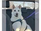 American Eskimo Dog Mix DOG FOR ADOPTION RGADN-1196723 - Casper of MD -
