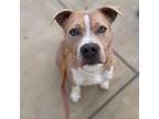 Adopt Meli a Pit Bull Terrier