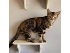 Adopt Lily a Torbie