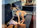 Great Dane Mix DOG FOR ADOPTION RGADN-1180835 - Major - Yellow Labrador