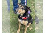 Black and Tan Coonhound Mix DOG FOR ADOPTION RGADN-1196730 - Roxy - Furever home