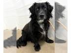 Basset Hound-Border Collie Mix DOG FOR ADOPTION RGADN-1196756 - COSTCO "COOPER"
