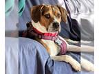 Jack-A-Bee DOG FOR ADOPTION RGADN-1196762 - BAILEY - Beagle / Jack Russell