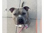 American Staffordshire Terrier Mix DOG FOR ADOPTION RGADN-1196845 - Phoebe -