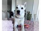 Huskies Mix DOG FOR ADOPTION RGADN-1174718 - Sofie - Shepherd / Husky / Mixed