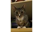 Adopt Pixie chatty girl a Domestic Short Hair