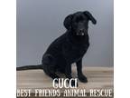 Adopt Gucci a Labrador Retriever